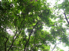 Lagerstroemia subcostata