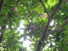 Lagerstroemia subcostata