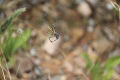 Argiope protensa