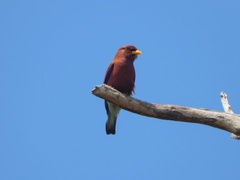 Eurystomus glaucurus