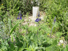 Lupinus pilosus