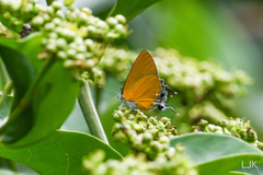 Pseudotajuria donatana