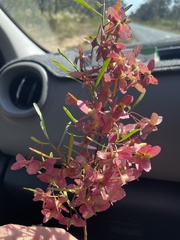 Dodonaea viscosa
