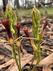 Cryptostylis hunteriana