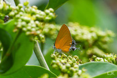 Pseudotajuria donatana