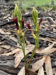 Cryptostylis hunteriana