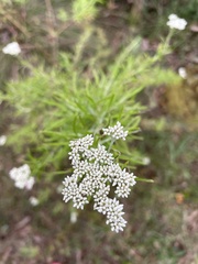 Ozothamnus ferrugineus
