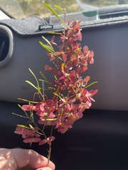 Dodonaea viscosa