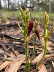 Cryptostylis hunteriana