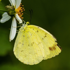 Eurema blanda arsakia