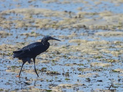 Egretta ardesiaca