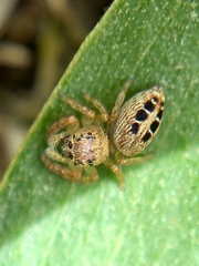 Opisthoncus sexmaculatus