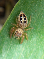 Opisthoncus sexmaculatus