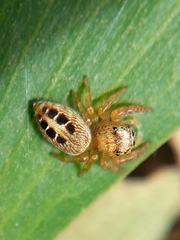 Opisthoncus sexmaculatus