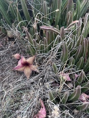 Stapelia gigantea
