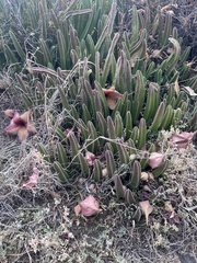 Stapelia gigantea
