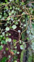 Melicytus micranthus