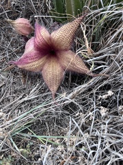 Stapelia gigantea