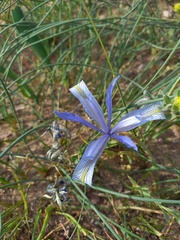 Iris tenuifolia