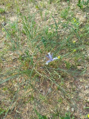 Iris tenuifolia