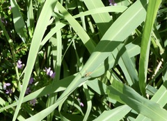 Sphaerophoria macrogaster