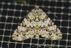 Coenipeta damonia