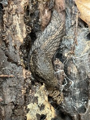 Prophysaon andersonii