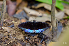 Lexias dirtea