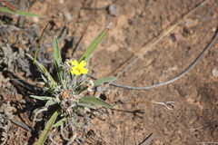 Goodenia willisiana