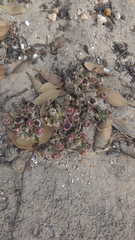 Mesembryanthemum crystallinum