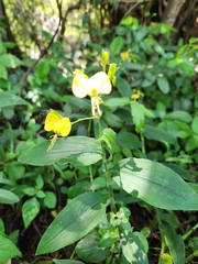 Aneilema aequinoctiale