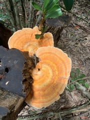 Laetiporus versisporus