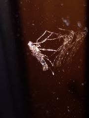 Conopomorpha cyanospila