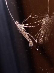 Conopomorpha cyanospila