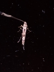 Conopomorpha cyanospila