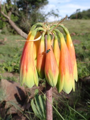 Cyrtanthus obliquus
