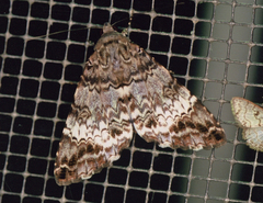 Coenipeta damonia