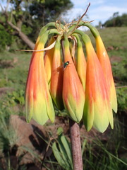 Cyrtanthus obliquus