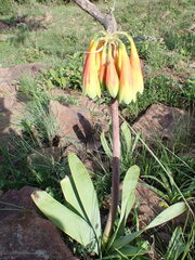 Cyrtanthus obliquus