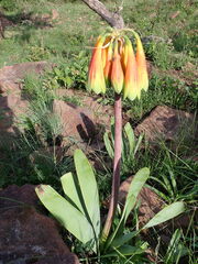 Cyrtanthus obliquus