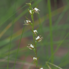 Prasophyllum odoratum
