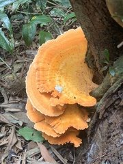Laetiporus versisporus