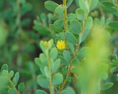 Acacia brachybotrya