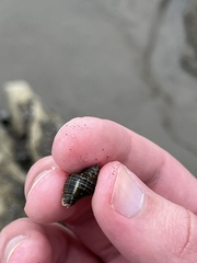 Acanthinucella spirata