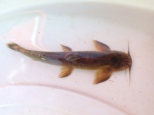 Natal mountain catfish (Amphilius natalensis) — Amphiliidae