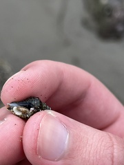 Acanthinucella spirata