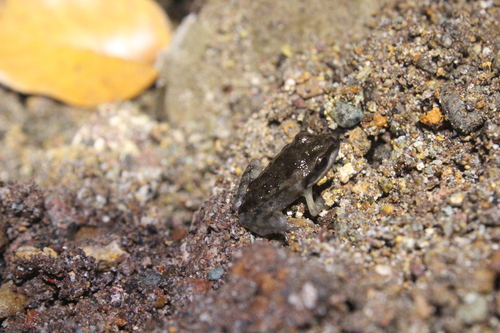 Limnonectes timorensis