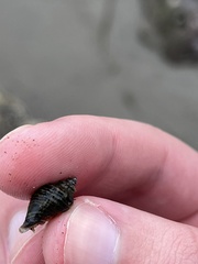 Acanthinucella spirata