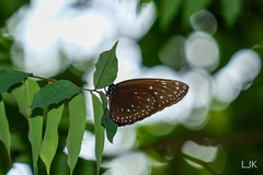 Euploea phaenareta