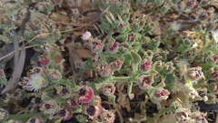Mesembryanthemum crystallinum